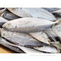 Frozen Horse Mackerel Wr 15Cm Best Price Landfrozen Horse Mackerel Trachurus Japonicus 16-20, 20-25, 25cm Up Manufactory